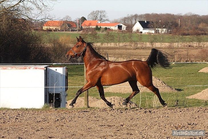 Tysk Sportspony Amenda N - Smuk pony! billede 19
