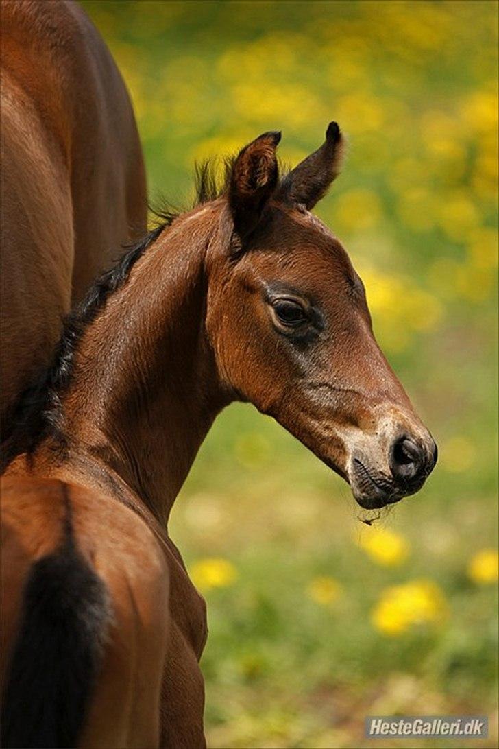 Dansk Varmblod Stendalsgårds Mr. Miyake ~Myggen~ billede 13