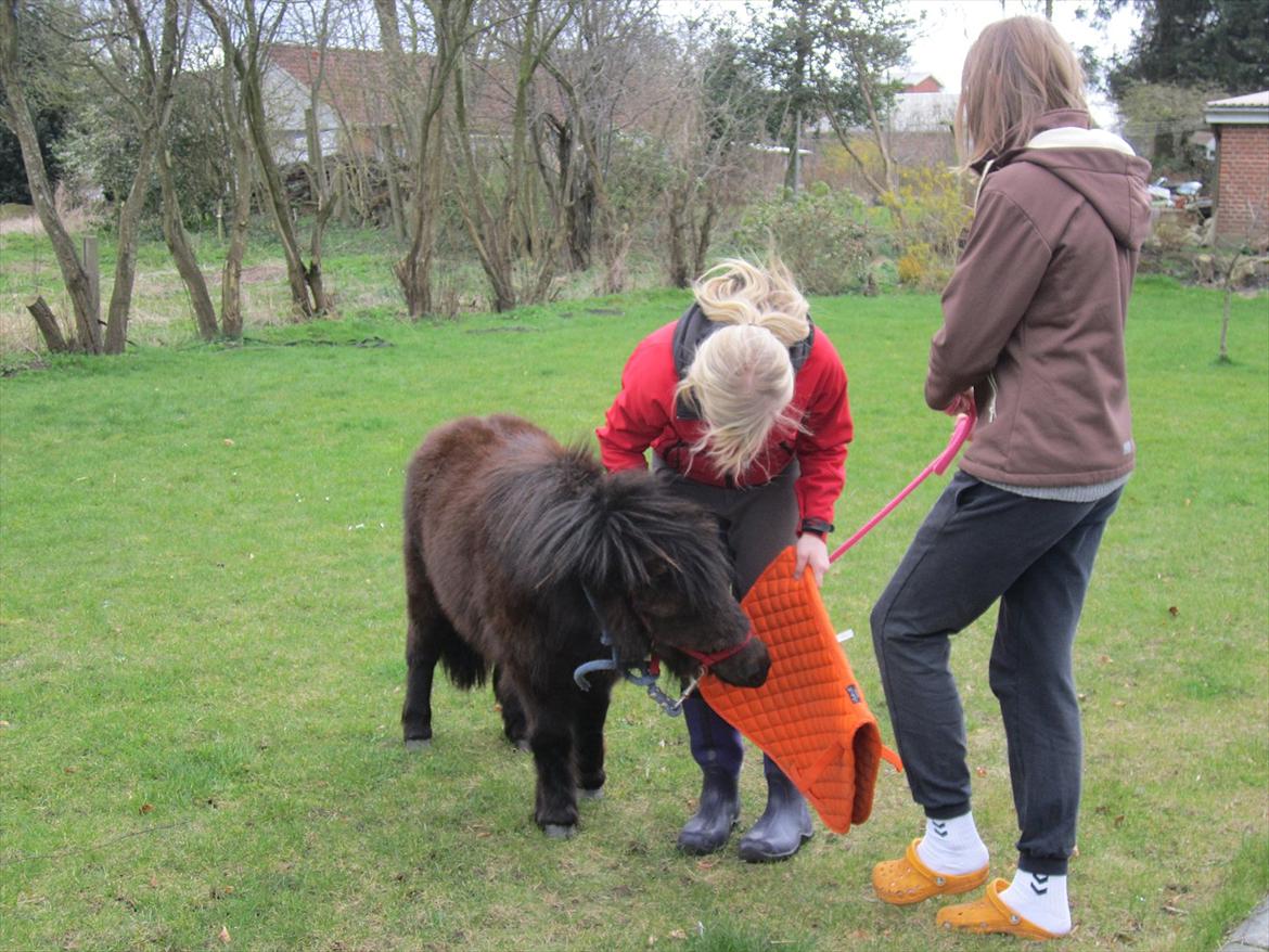 Shetlænder Hærvejens Frække Frida billede 1
