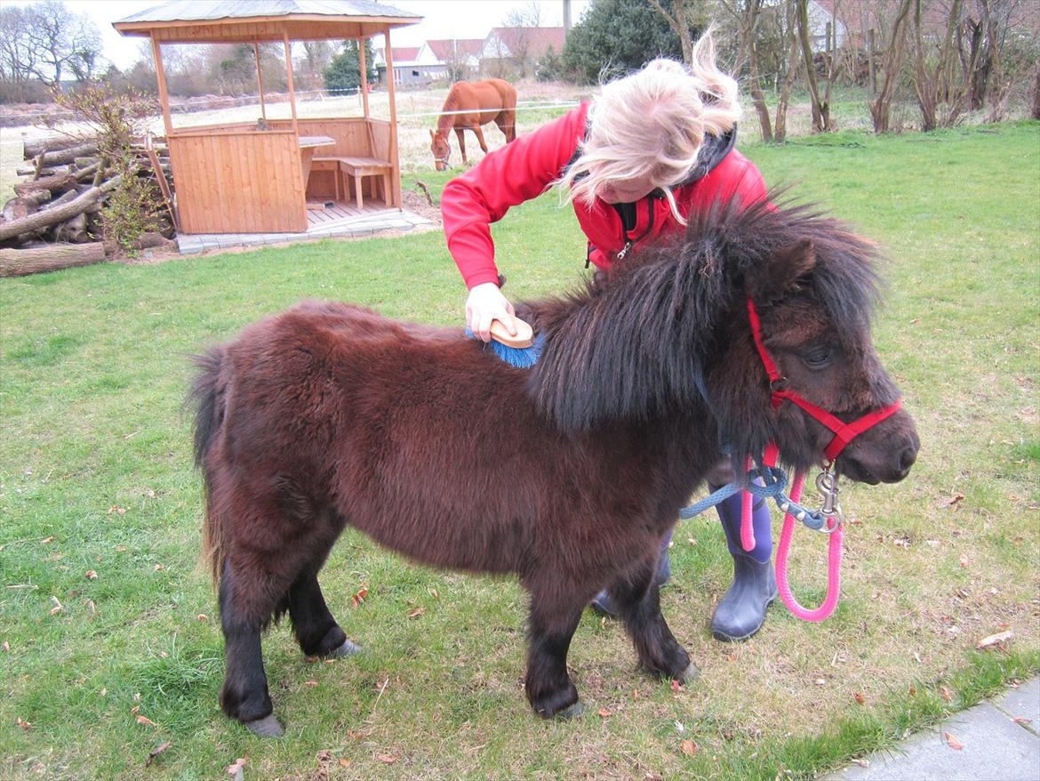Shetlænder Hærvejens Frække Frida billede 3