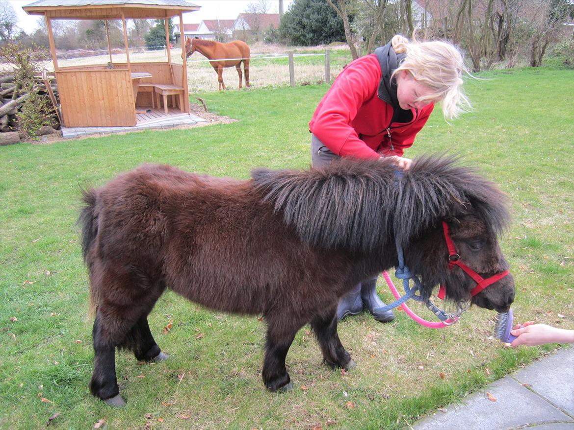 Shetlænder Hærvejens Frække Frida billede 4