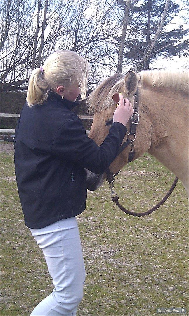 Fjordhest Dina  billede 1