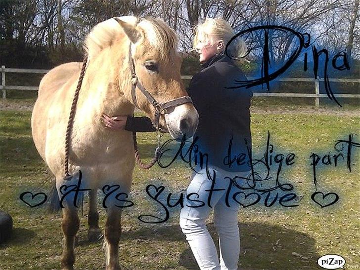 Fjordhest Dina  billede 2