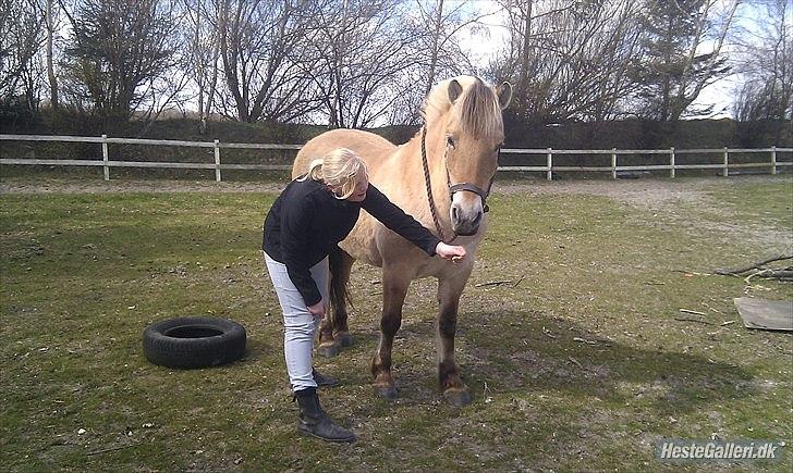 Fjordhest Dina  billede 4