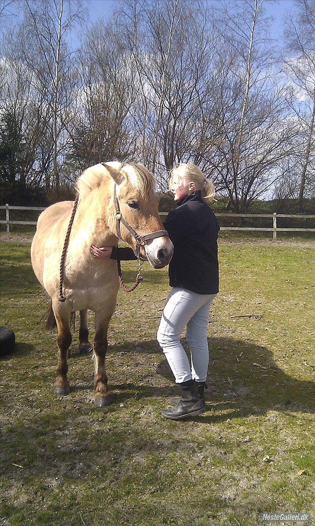 Fjordhest Dina  billede 7
