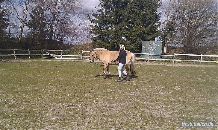 Fjordhest Dina  billede 8