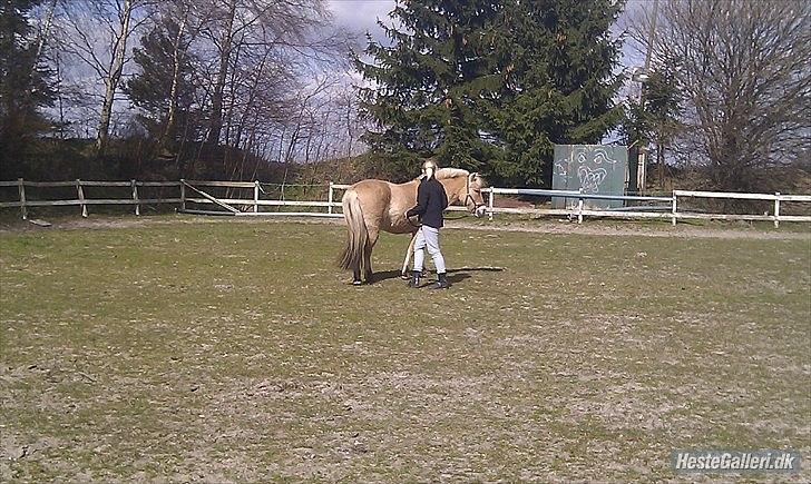 Fjordhest Dina  billede 9
