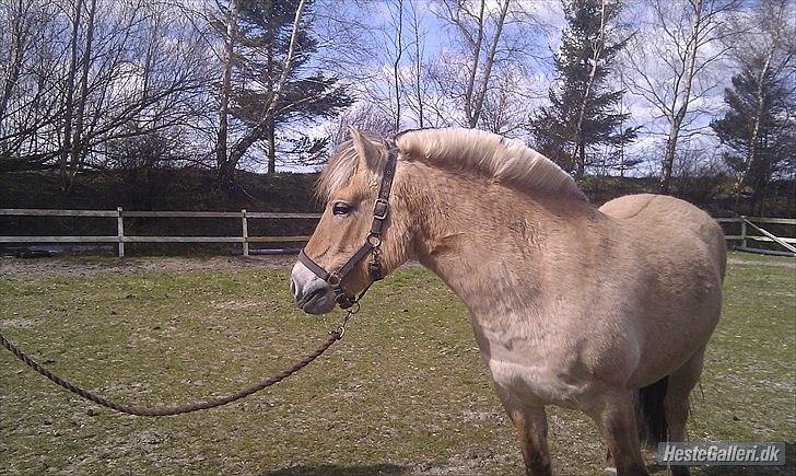 Fjordhest Dina  billede 10