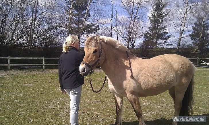 Fjordhest Dina  billede 11