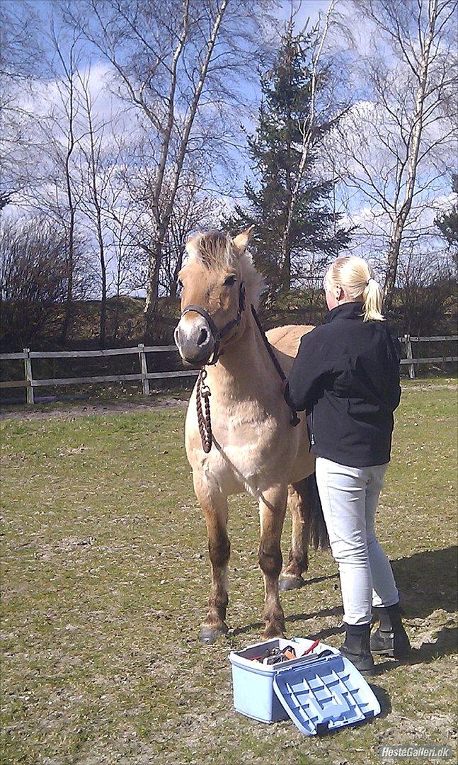 Fjordhest Dina  billede 14
