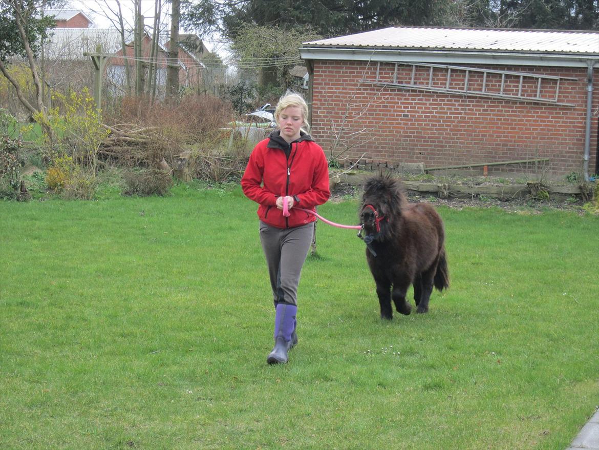 Shetlænder Hærvejens Frække Frida billede 5