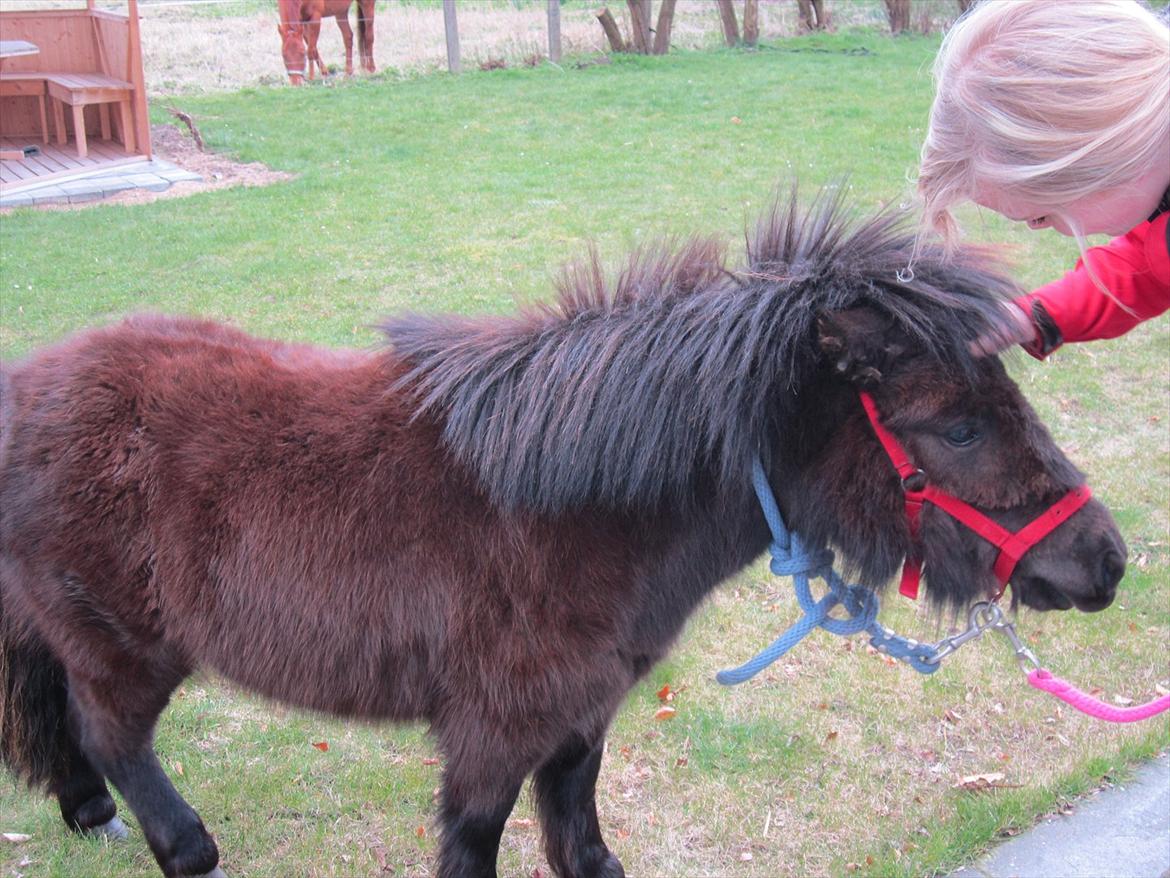 Shetlænder Hærvejens Frække Frida billede 6