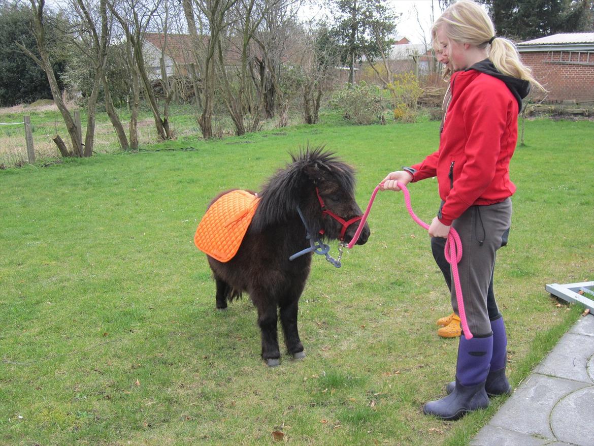 Shetlænder Hærvejens Frække Frida billede 8