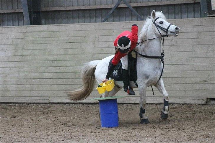 New Forest Blue Silver Moon billede 15