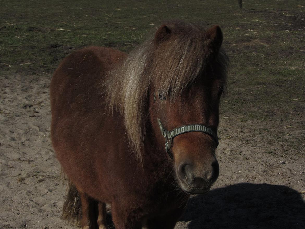 Shetlænder Tine!<3 (bamsen) - Hygge:-*<3 billede 10