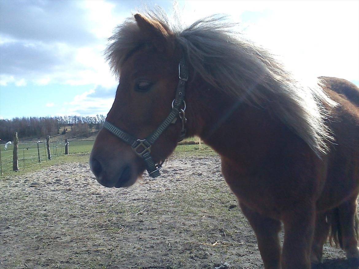Shetlænder Tine!<3 (bamsen) - Elsker den smukke hest her:-D<3<3 billede 11