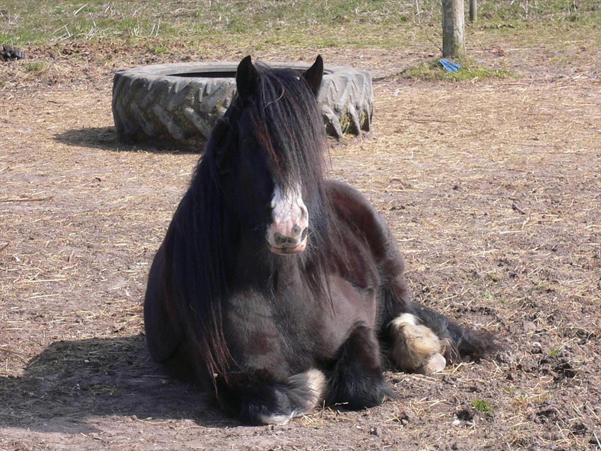 Tinker Zarmora R.i.P - Zarmora på fold, April 2012 billede 16