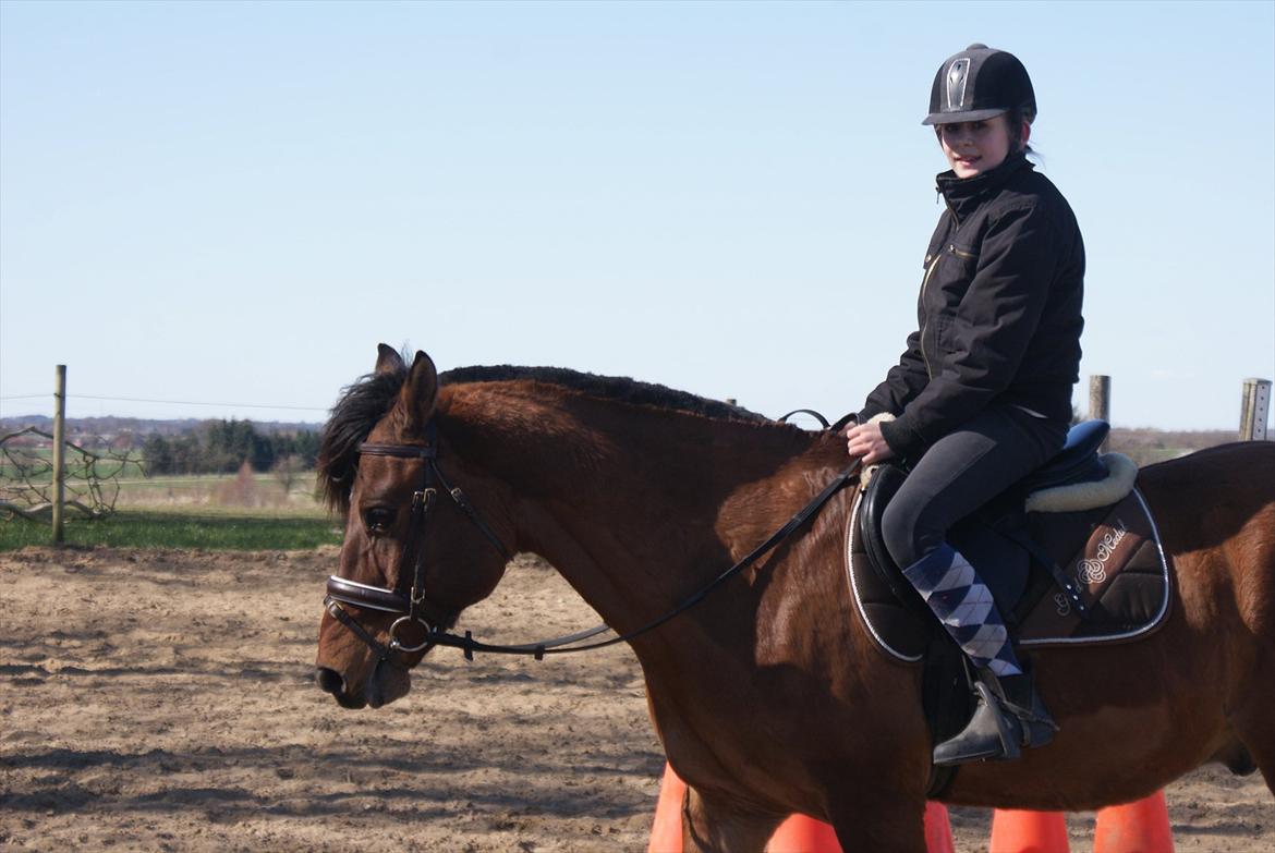Anden særlig race Codiack  billede 1