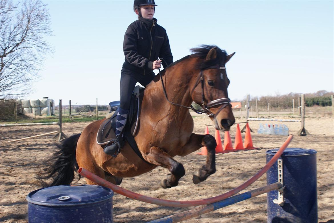 Anden særlig race Codiack  billede 3