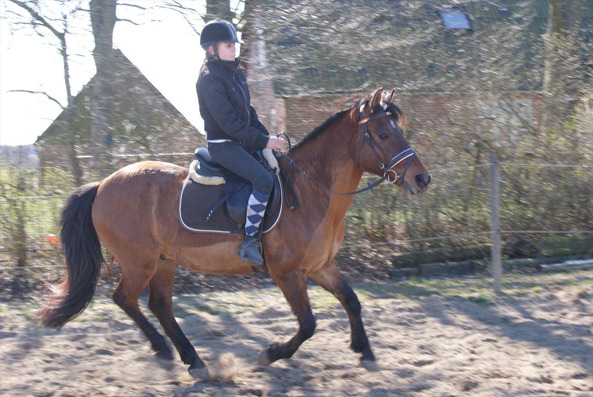 Anden særlig race Codiack  billede 4