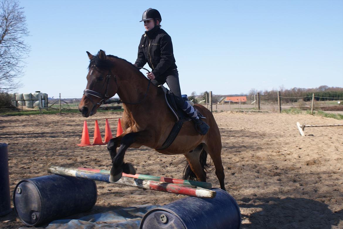 Anden særlig race Codiack  billede 6