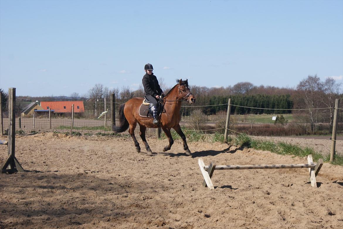 Anden særlig race Codiack  billede 7