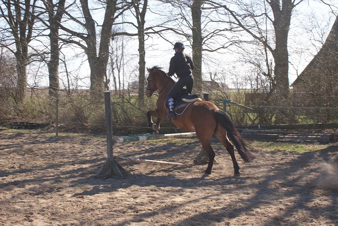 Anden særlig race Codiack  billede 9