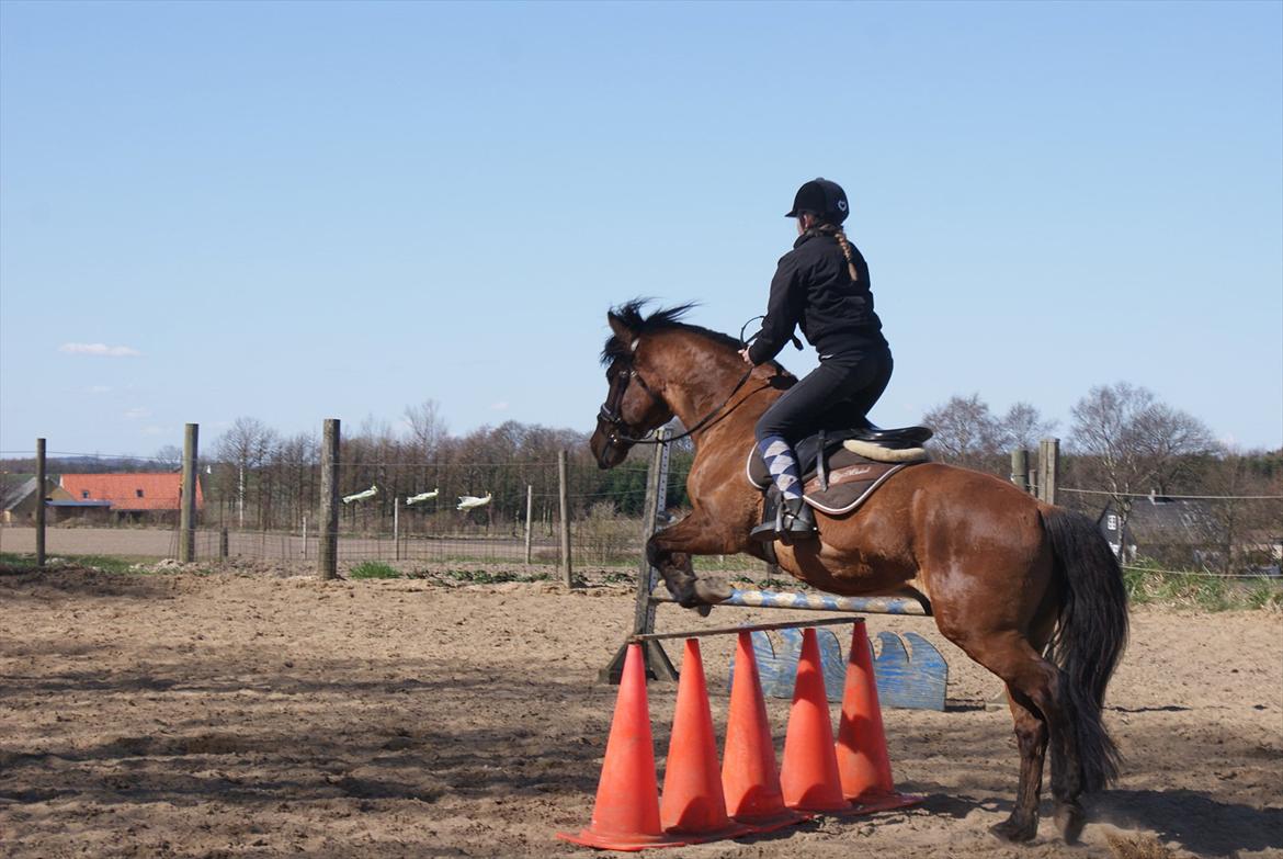 Anden særlig race Codiack  billede 12