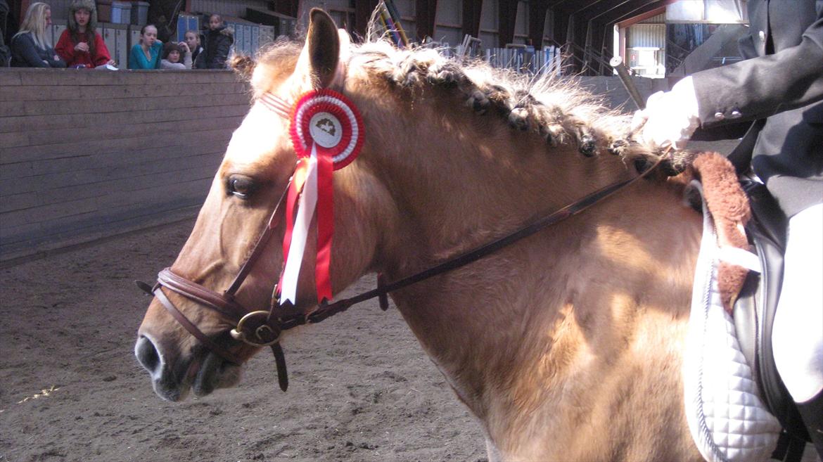 Anden særlig race Emma Merci (Min prinsesse) mit et & alt<3 - Dressurstævne d. 25 marts 2012

1 plads ! <3 billede 10