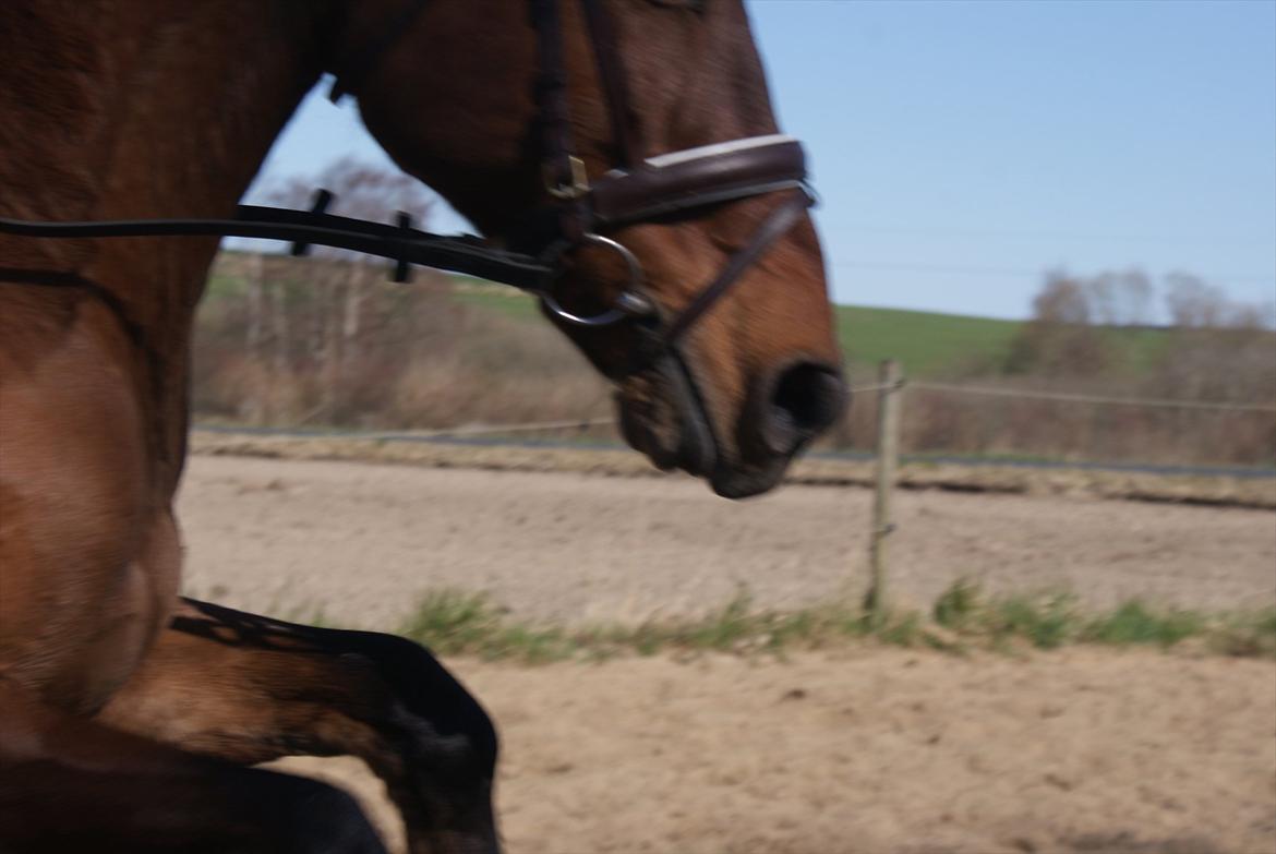 Anden særlig race Codiack  billede 14