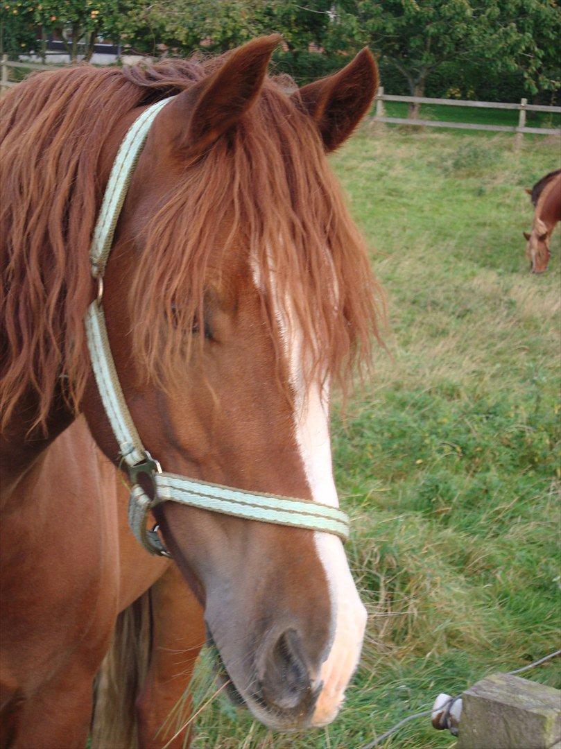 Welsh Cob (sec D) Lesto Ryan billede 1