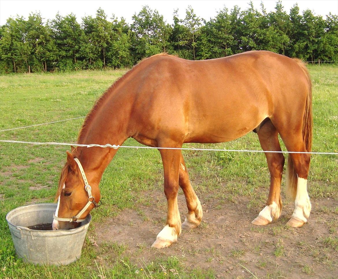 Welsh Cob (sec D) Lesto Ryan billede 2