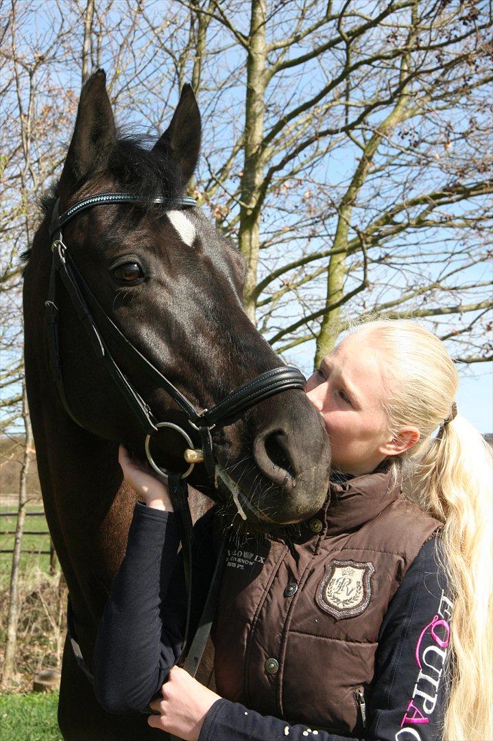 Dansk Varmblod Jubi´s Sans Souci - Jeg elsker ham såååå højt<3 billede 3