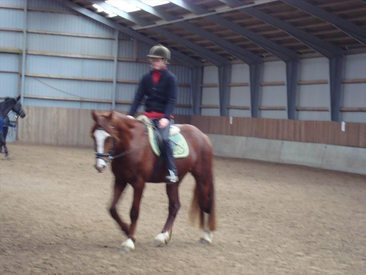 Welsh Cob (sec D) Lesto Ryan billede 3