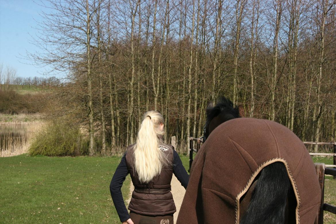 Dansk Varmblod Jubi´s Sans Souci - Sjovt, men dejligt billede synes jeg:-D billede 4