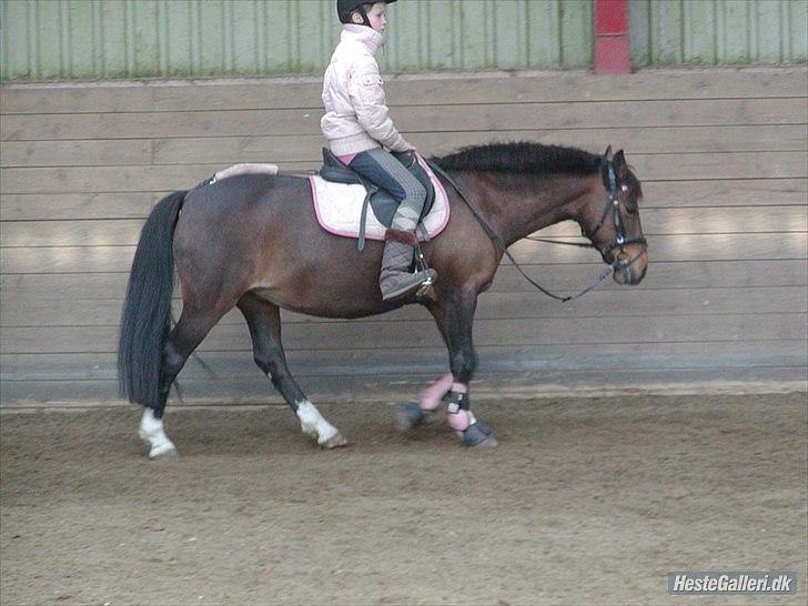 DSP Tværhøjgårds Athene ( mit et og alt )<3 - jeg elsker dig<3333 billede 5