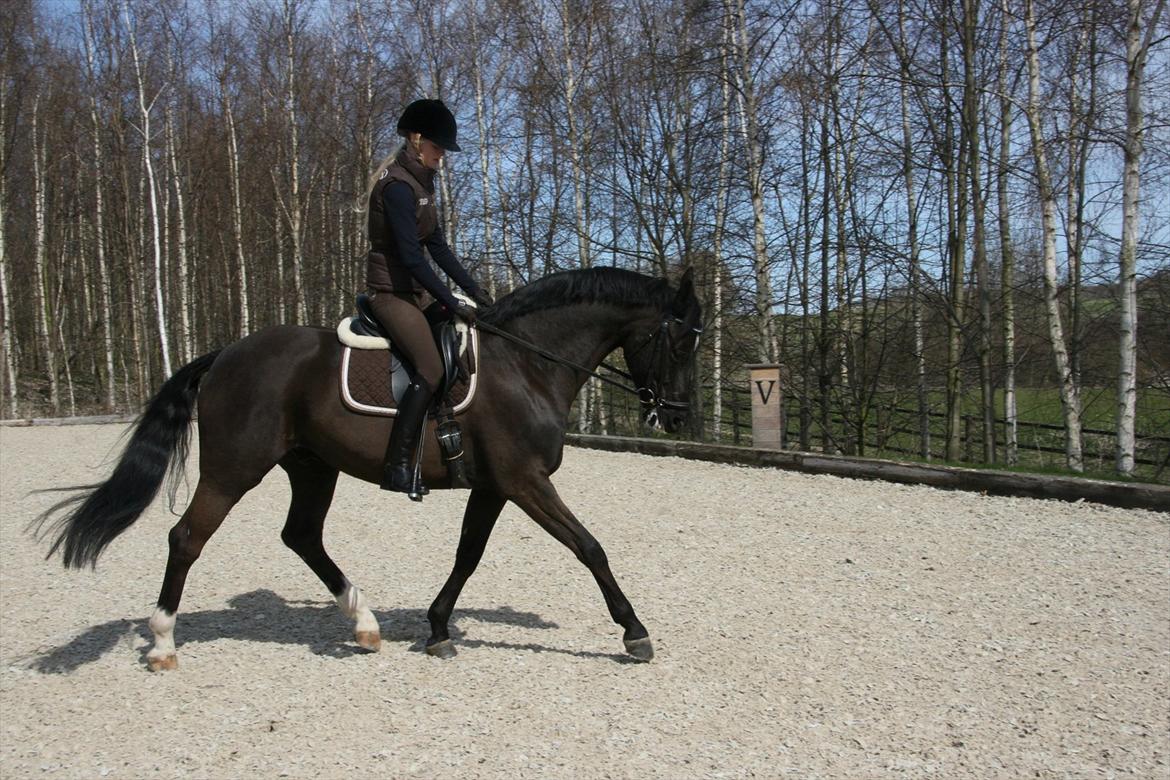 Dansk Varmblod Jubi´s Sans Souci - Mig og Jubi i en fin trav<3 billede 6