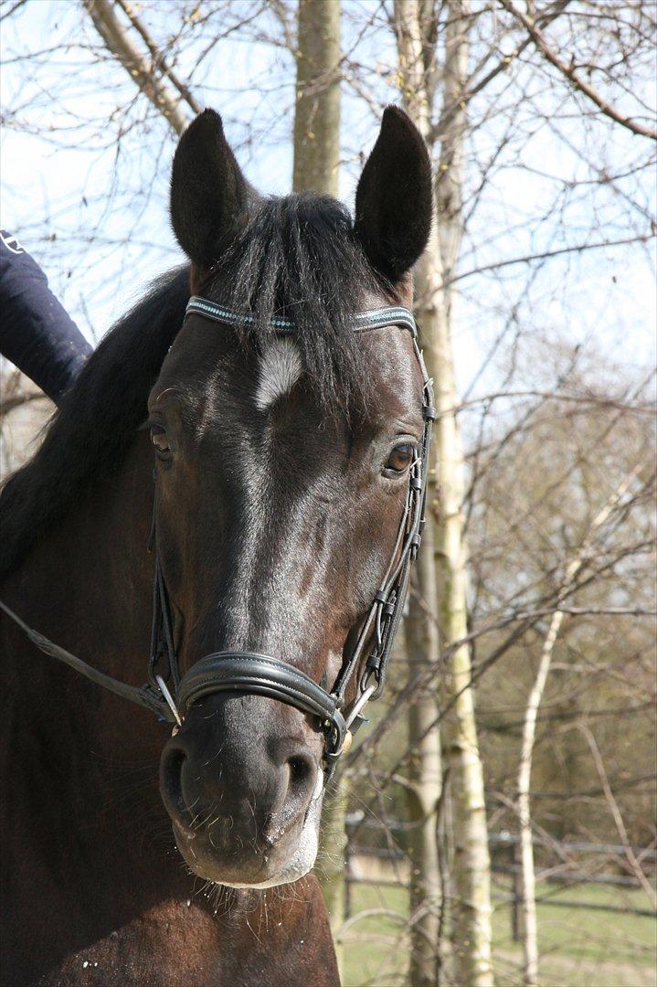 Dansk Varmblod Jubi´s Sans Souci - <3<3<3 billede 8