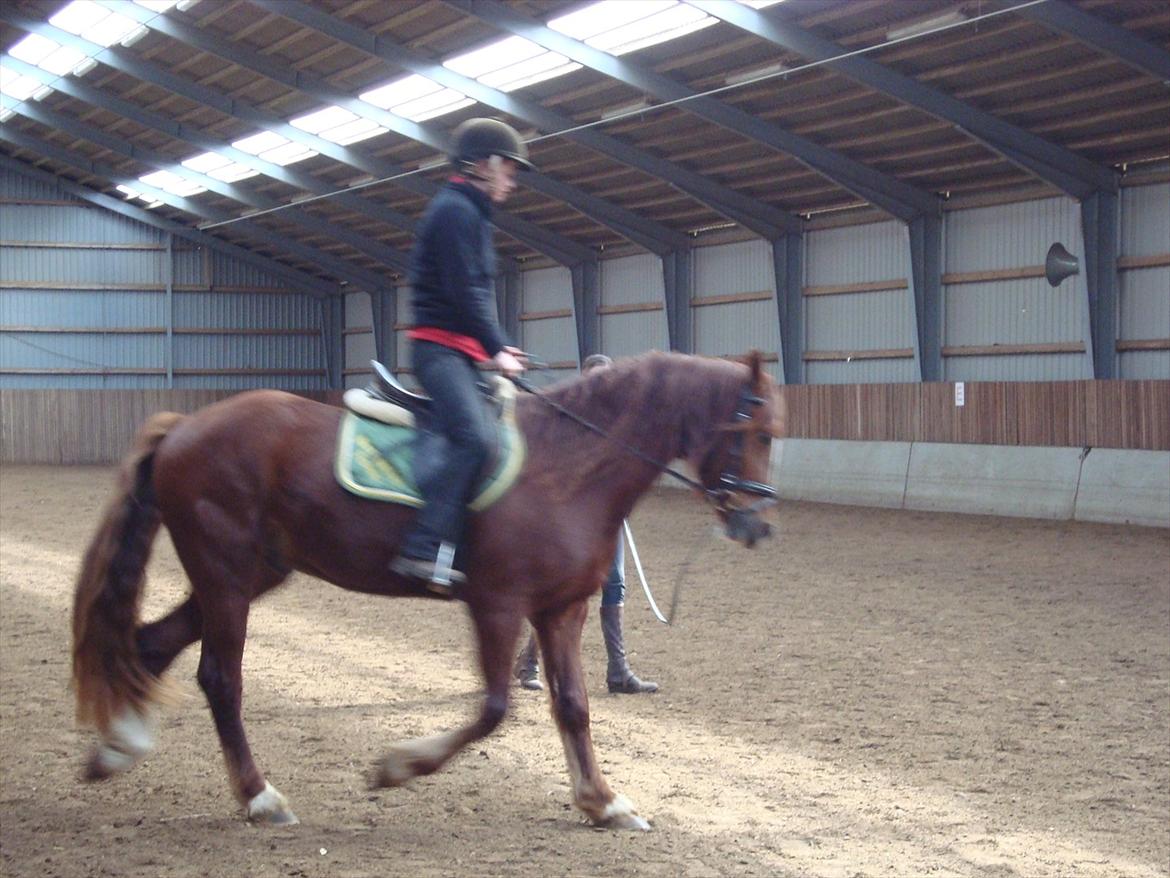 Welsh Cob (sec D) Lesto Ryan billede 4