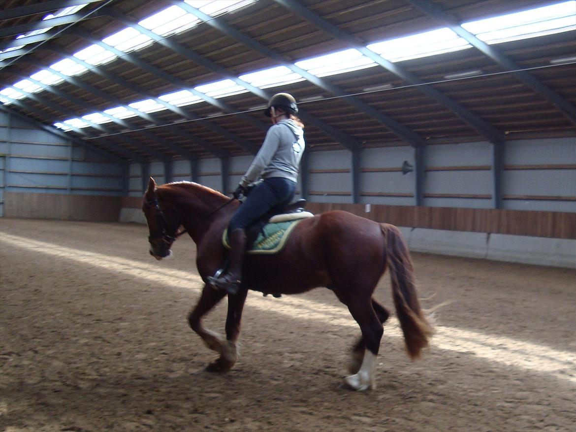 Welsh Cob (sec D) Lesto Ryan billede 5