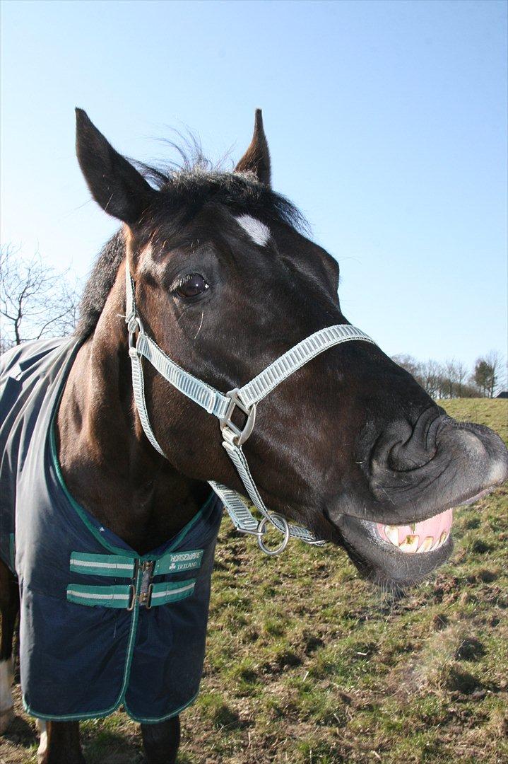 Dansk Varmblod Jubi´s Sans Souci - Han er så sød!<3 billede 9