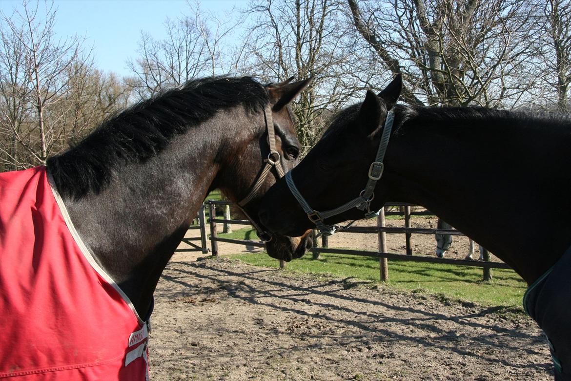 Dansk Varmblod Jubi´s Sans Souci - Jubi og hans foldkammerat Digimond:-D billede 10