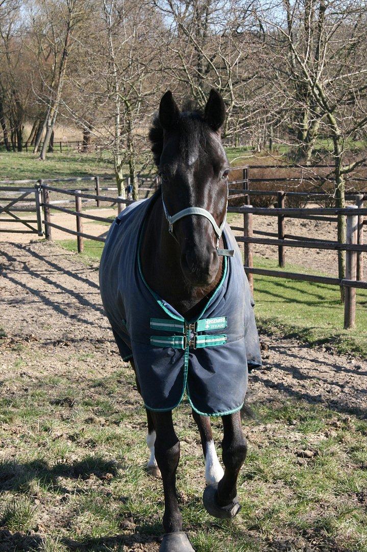 Dansk Varmblod Jubi´s Sans Souci - Han elsker at være på fold:-D<3 billede 11