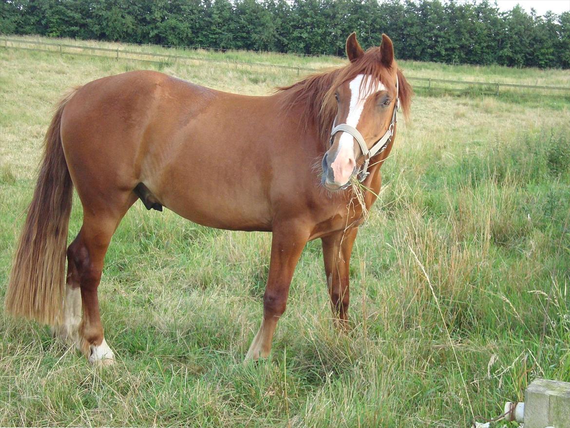 Welsh Cob (sec D) Lesto Ryan billede 6