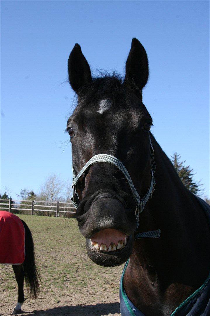 Dansk Varmblod Jubi´s Sans Souci - Når Jubi griner af mig<3 billede 12