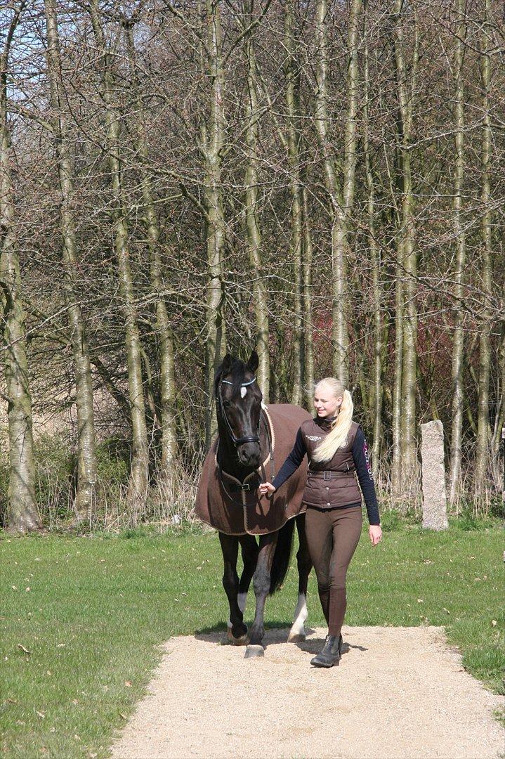 Dansk Varmblod Jubi´s Sans Souci - <3<3<3<3<3<3<3<3 billede 13