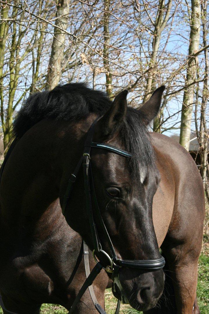 Dansk Varmblod Jubi´s Sans Souci - Så smuk, så smuk<3 billede 14