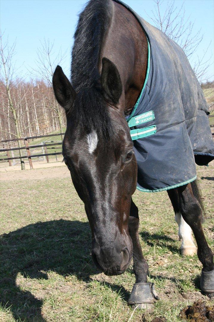 Dansk Varmblod Jubi´s Sans Souci - Hvad laver du?:-D billede 16