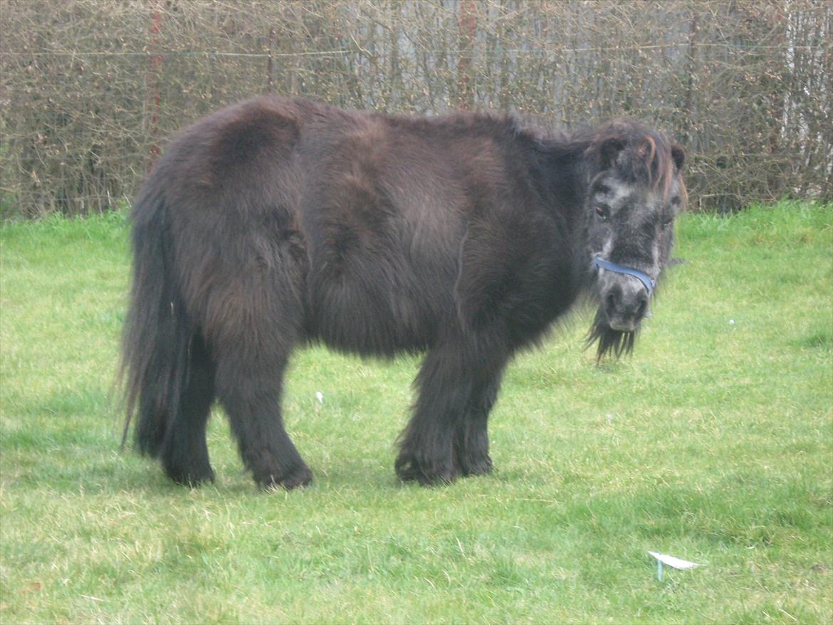 Shetlænder Lotte billede 1