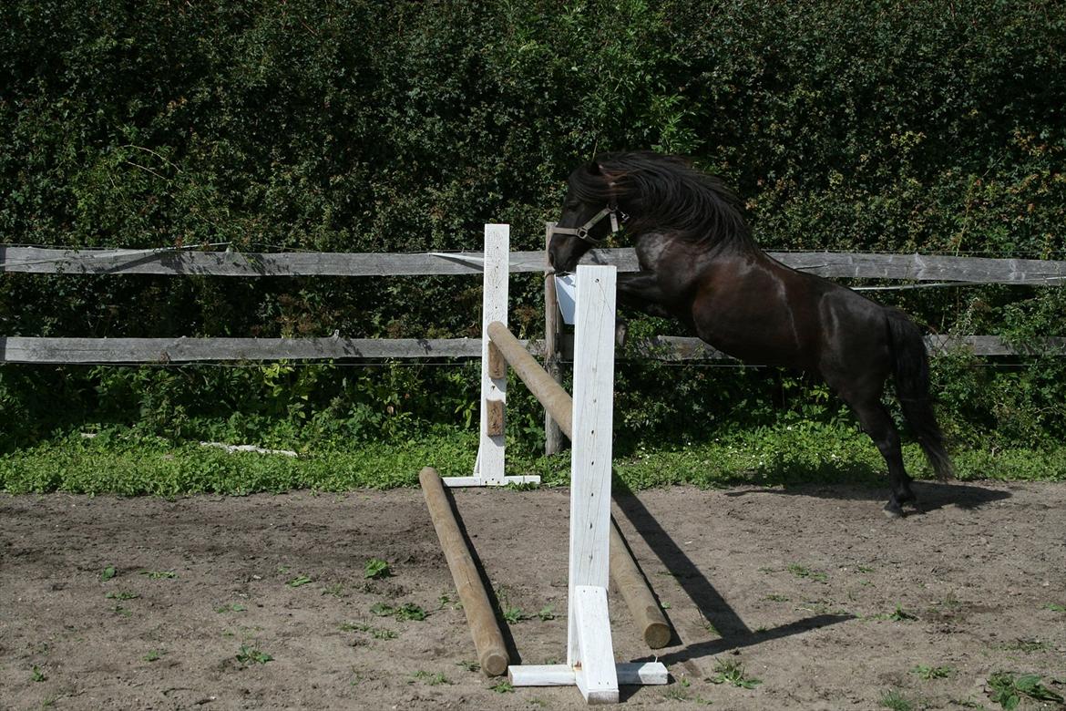 Shetlænder Ædellunds Laura. billede 6